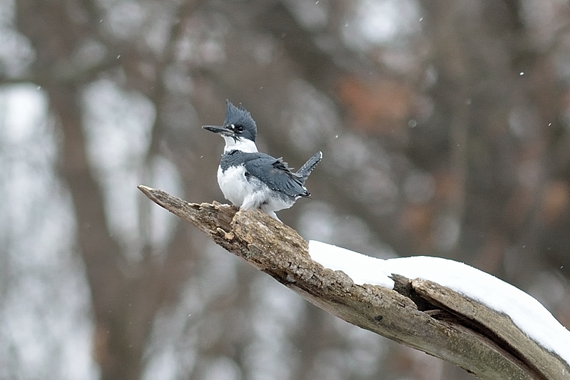 Bandijsvogel